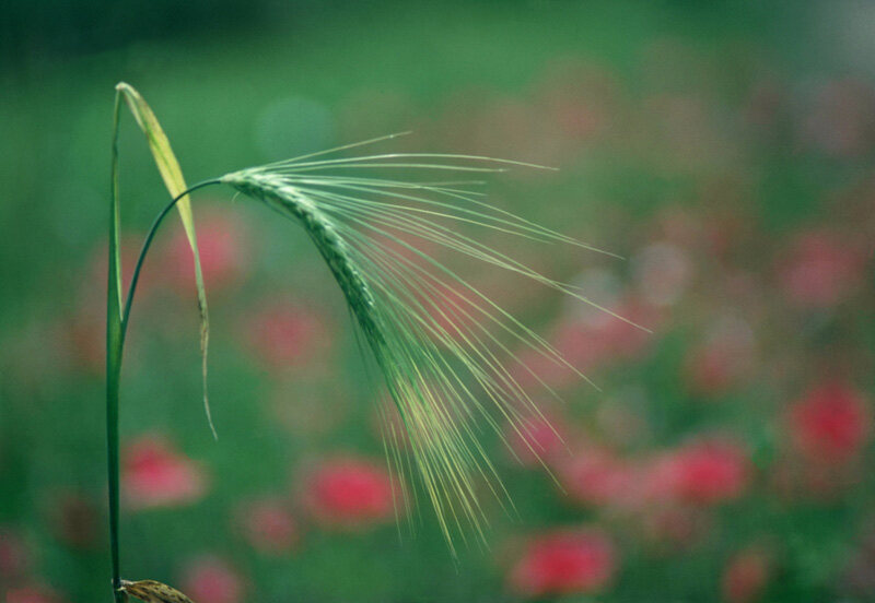 Flower 1