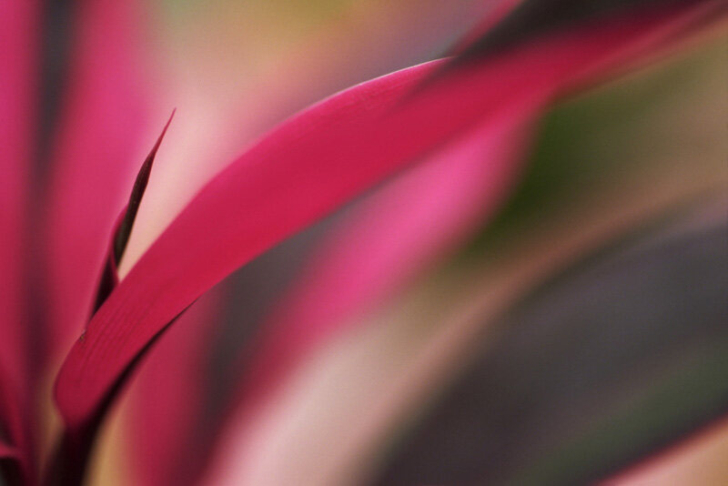 Flower 2