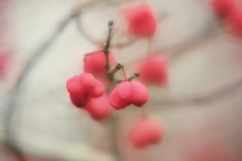 Flower 3
