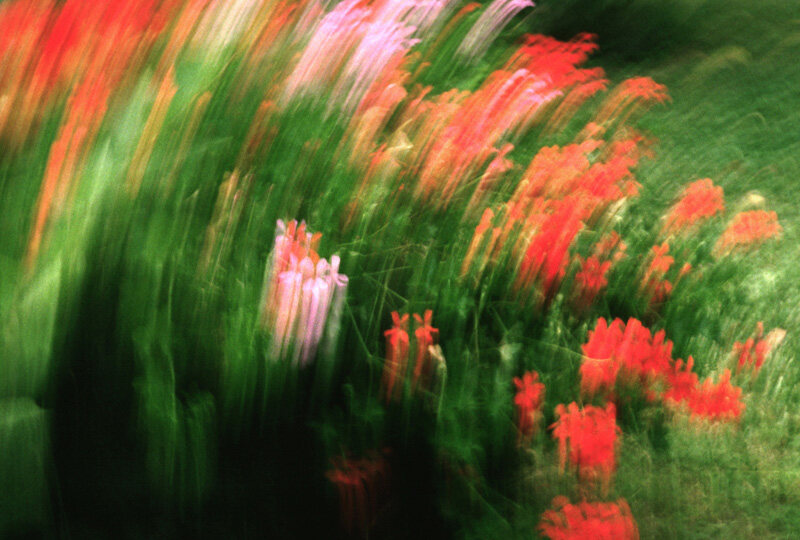 Flower 5