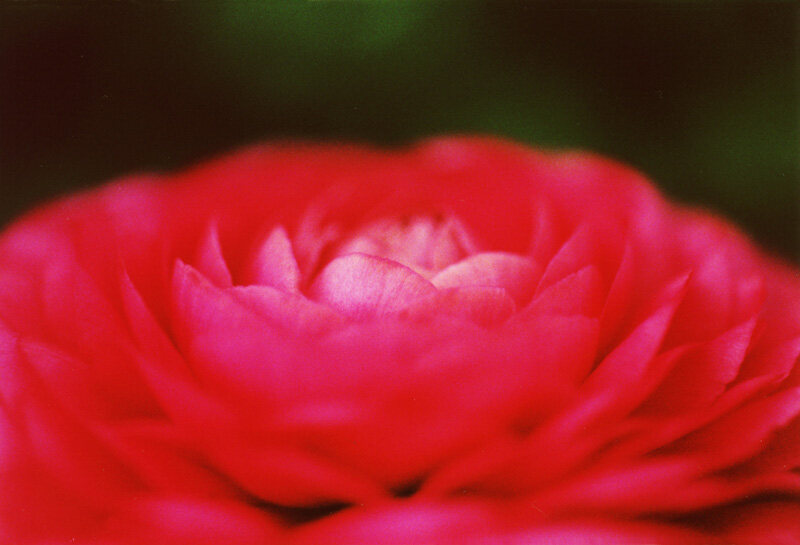 Flower 6