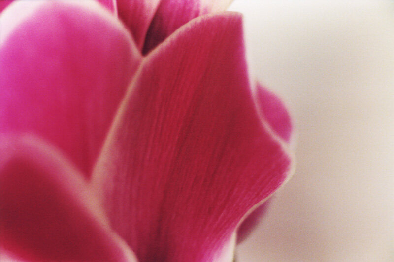Flower 7