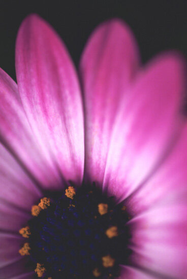 Flower 9