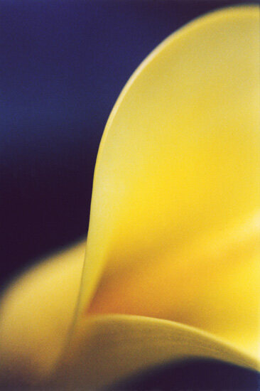 Flower 10