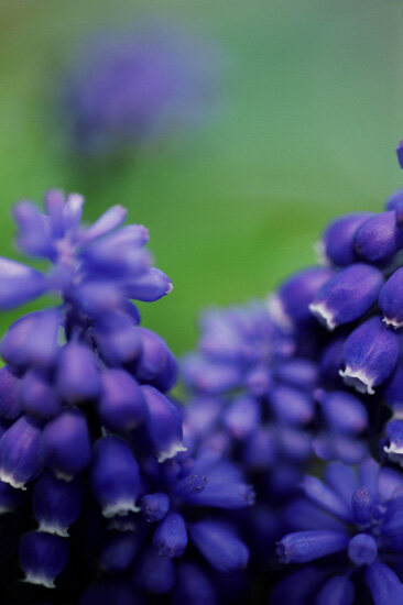 Flower 11