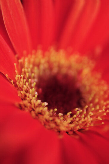 Flower: gerbera rossa in primissimo piano