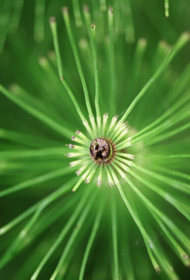 Flower 13