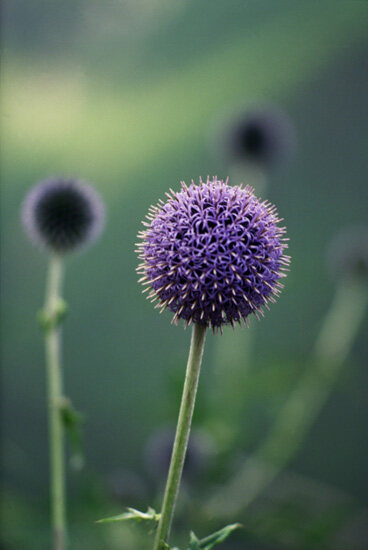 Flower 14