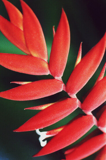 Flower 15