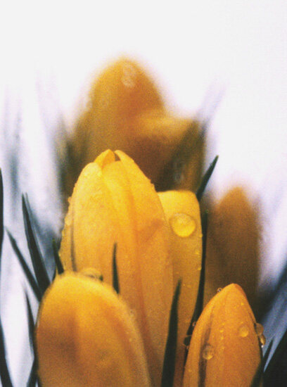 Flower 16