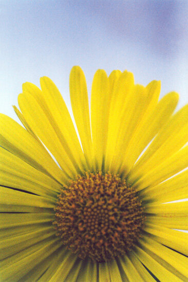 Flower 17