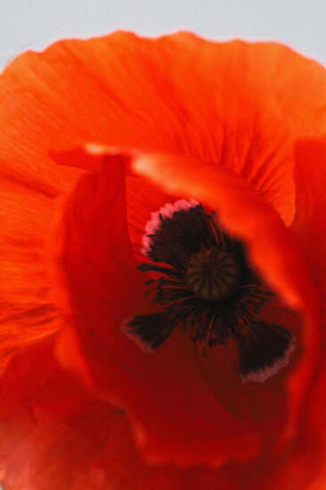 Flower 18