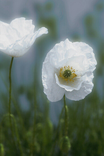 Flower 19