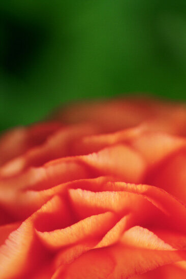 Flower 20