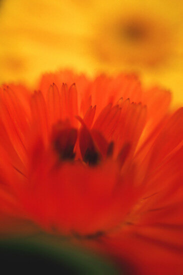 Flower 21