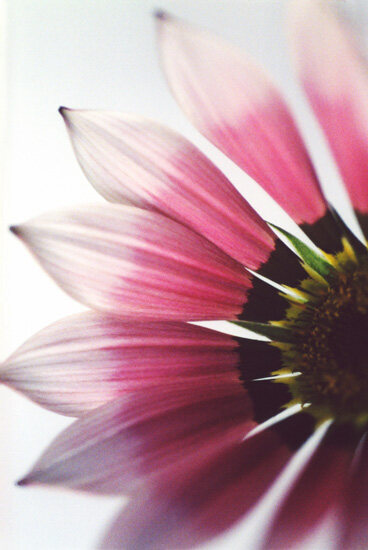 Flower 22