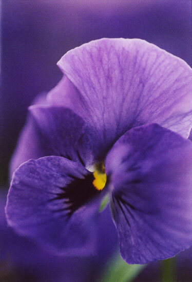 Flower 23