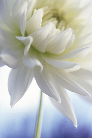 Flower 24