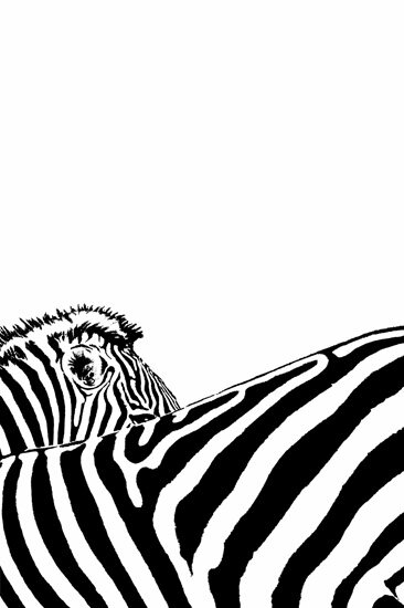 Grafik80: zebra in bianco e nero